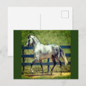 Briefkaart van grijze paarden (Voorkant / Achterkant)