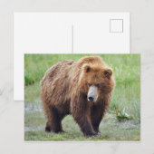 Briefkaart van grizzly beer (Voorkant / Achterkant)