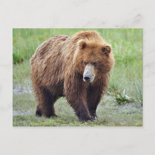 Briefkaart van grizzly beer (Voorkant)