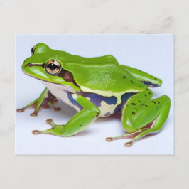Briefkaart van groene boomkikker
