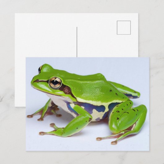Briefkaart van groene boomkikker (Voorkant / Achterkant)