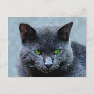 Briefkaart van groene geoogste katten