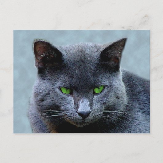Briefkaart van groene geoogste katten (Voorkant)