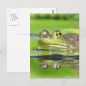 Briefkaart van groene kikker (Voorkant / Achterkant)