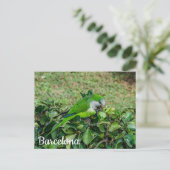 Briefkaart van groene papegaai (Staand voorkant)