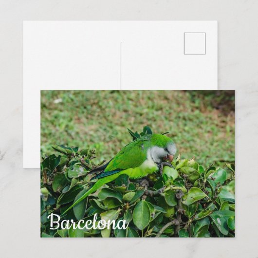 Briefkaart van groene papegaai (Voorkant / Achterkant)