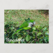 Briefkaart van groene papegaai (Voorkant)