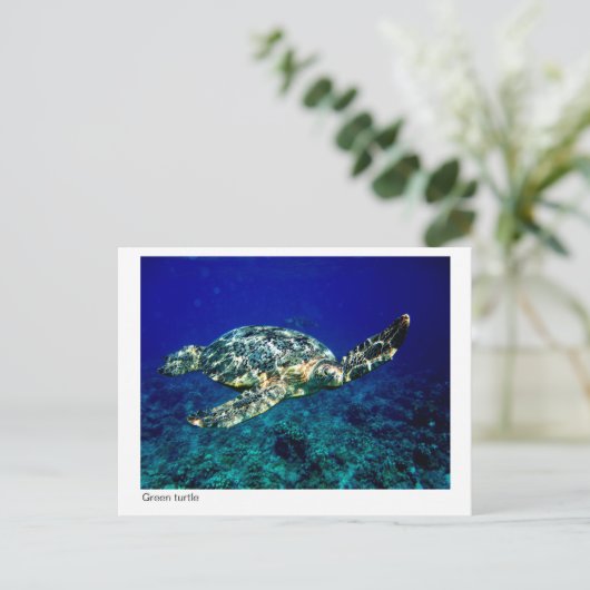 briefkaart van groene schildpad - 01 (Staand voorkant)