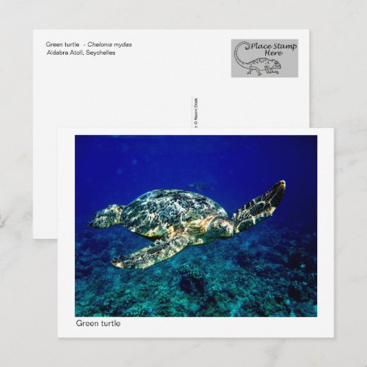 briefkaart van groene schildpad - 01 (Voorkant / Achterkant)