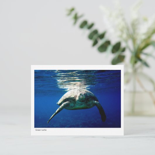 Briefkaart van groene schildpad - 02 (Staand voorkant)