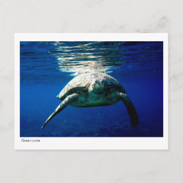 Briefkaart van groene schildpad - 02