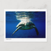Briefkaart van groene schildpad - 02 (Voorkant)