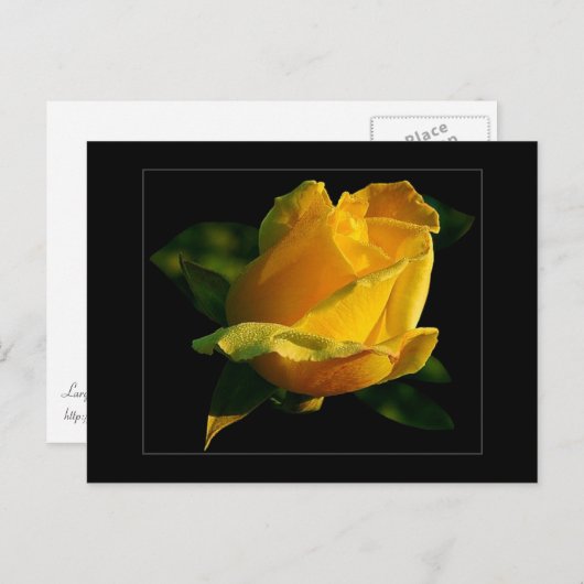 Briefkaart van grote gele rozenrog (Voorkant / Achterkant)