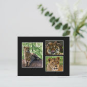 briefkaart van grote katten (Staand voorkant)