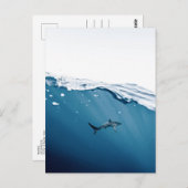 Briefkaart van haaien (Voorkant / Achterkant)