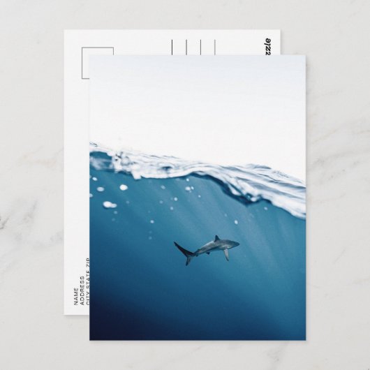 Briefkaart van haaien (Voorkant / Achterkant)