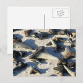 Briefkaart van haaientanden (Voorkant / Achterkant)