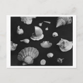 Briefkaart van Hamptons "Seashells" (Voorkant)