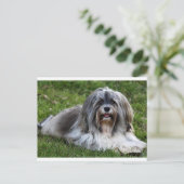 Briefkaart van Havanese Puppy Dog (Staand voorkant)