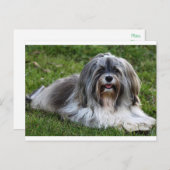 Briefkaart van Havanese Puppy Dog (Voorkant / Achterkant)