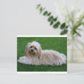 Briefkaart van Havanese Puppy Dog (Staand voorkant)