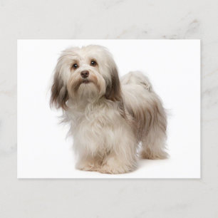 Briefkaart van Havanese Puppy Dog