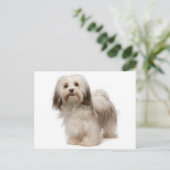 Briefkaart van Havanese Puppy Dog (Staand voorkant)