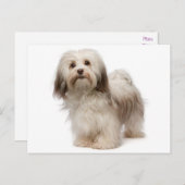 Briefkaart van Havanese Puppy Dog (Voorkant / Achterkant)