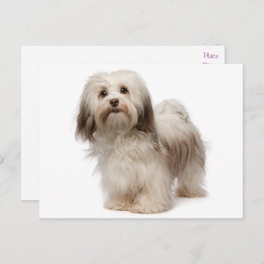 Briefkaart van Havanese Puppy Dog (Voorkant / Achterkant)