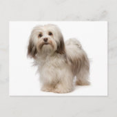 Briefkaart van Havanese Puppy Dog (Voorkant)