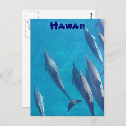 Briefkaart van Hawaiiaanse dolfijnen (Voorkant / Achterkant)