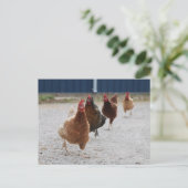 Briefkaart van hennen (Staand voorkant)