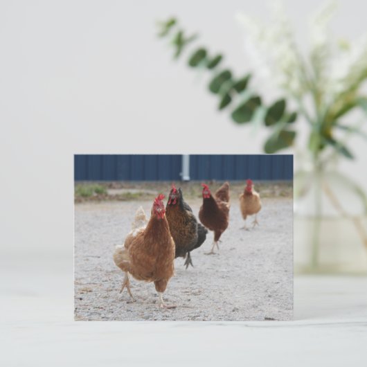 Briefkaart van hennen (Staand voorkant)