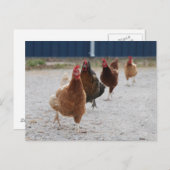 Briefkaart van hennen (Voorkant / Achterkant)