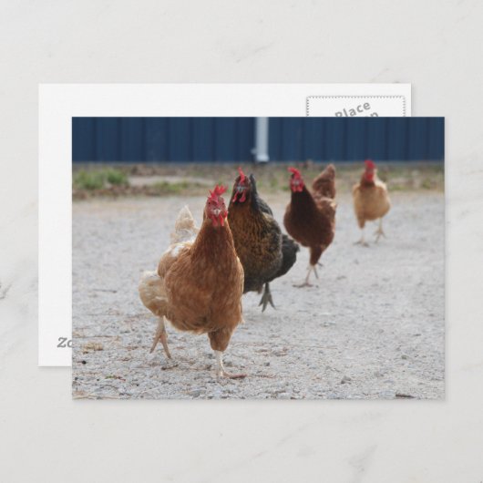 Briefkaart van hennen (Voorkant / Achterkant)