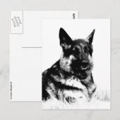 Briefkaart van herder (Voorkant / Achterkant)