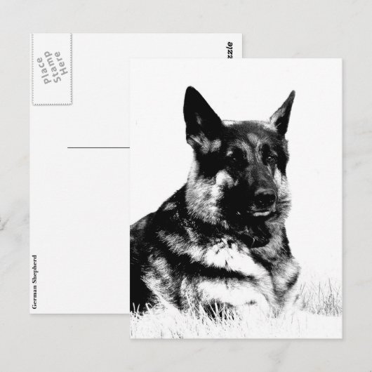 Briefkaart van herder (Voorkant / Achterkant)