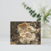 Briefkaart van Hericium cirrhatum Mushroom (Staand voorkant)
