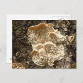Briefkaart van Hericium cirrhatum Mushroom (Voorkant / Achterkant)