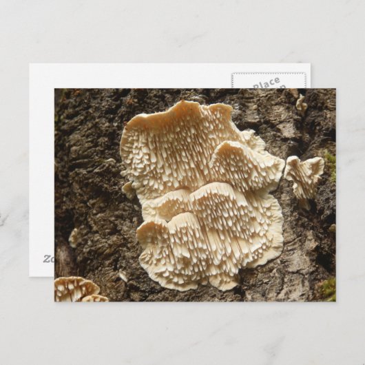 Briefkaart van Hericium cirrhatum Mushroom (Voorkant / Achterkant)