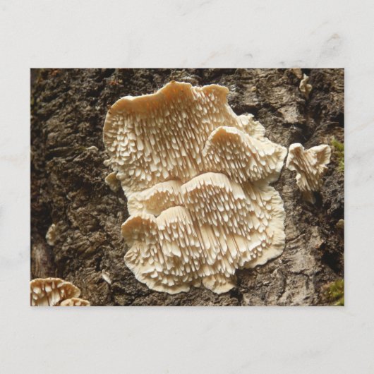 Briefkaart van Hericium cirrhatum Mushroom (Voorkant)