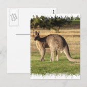 Briefkaart van het Afbeelding van Kangaroo (Voorkant / Achterkant)