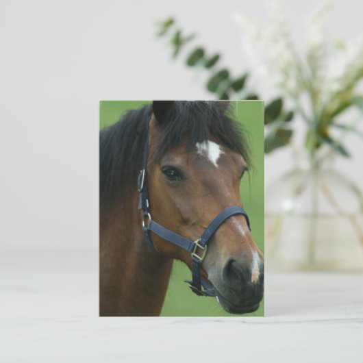 Briefkaart van het Arabische Afbeelding voor paard (Staand voorkant)