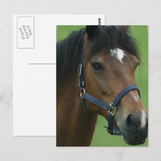 Briefkaart van het Arabische Afbeelding voor paard (Voorkant / Achterkant)
