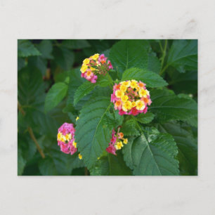 Briefkaart van het geluk van morgen (bloemen)