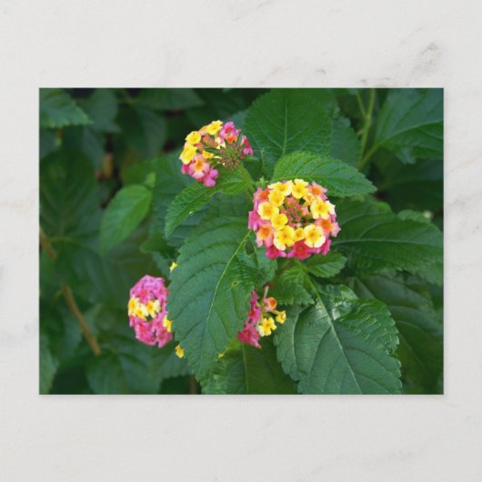 Briefkaart van het geluk van morgen (bloemen) (Voorkant)