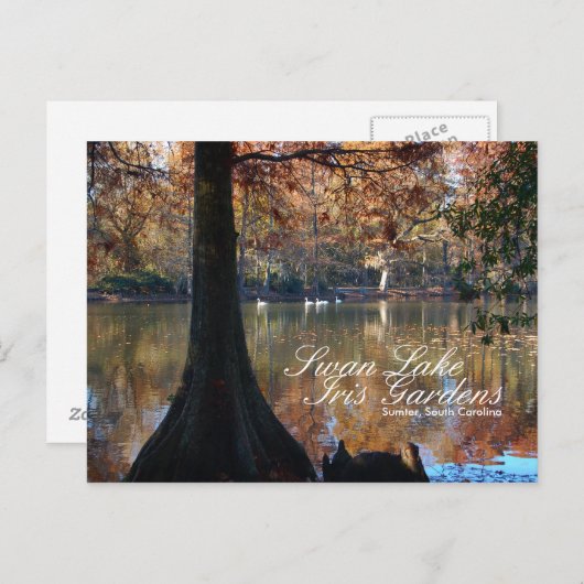 Briefkaart van het Iris-meer van Swan (Voorkant / Achterkant)