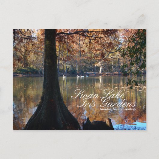 Briefkaart van het Iris-meer van Swan (Voorkant)