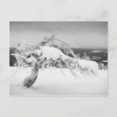 Briefkaart van het landschap Lapland (Voorkant)