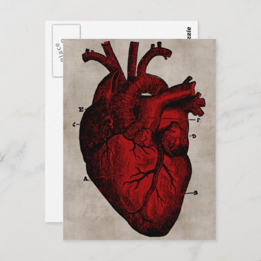 Briefkaart van het menselijk hart (Voorkant / Achterkant)